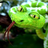 Cartoon snake