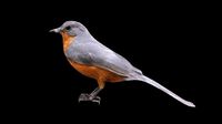 brid for VR