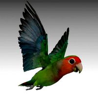 Lovebird Animated