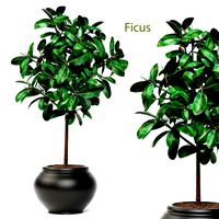 Ficus in pot