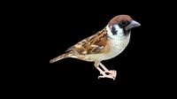 Sparrow