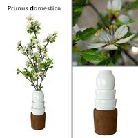 Flowers of Prunus domestica