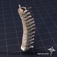 Human Thoracic Vertebrae