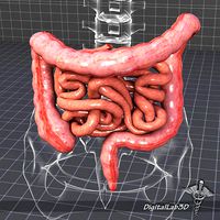 Human Large and Small Intestines