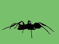 Soldier ant