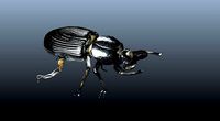black beetle