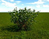 Dogwood Bailey Redtwig