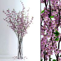 Cherry Blossom