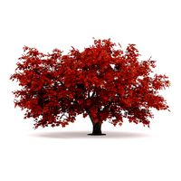 Japanese Maple Acer Palmatum 2