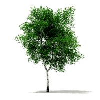 Silver Birch Betula pendula 13m