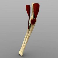 Elbow Joint With Texture