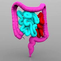 Intestines Male