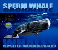Sperm Whale