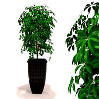 Scheffler Schefflera - decorative foliage plants