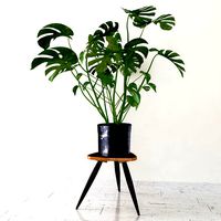Monstera