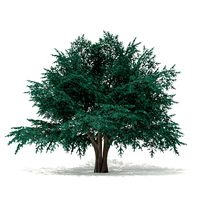 Blue Atlas Cedar Cedrus atlantica 13m