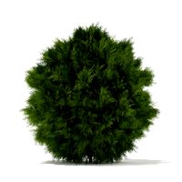 White Cedar Thuja occidentalis 1m