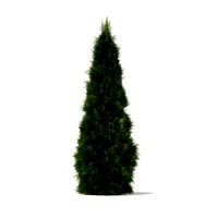 White Cedar Thuja occidentalis 2m