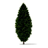White Cedar Thuja occidentalis 3m