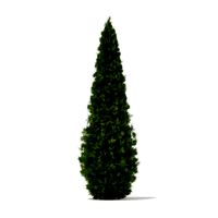 White Cedar Thuja occidentalis 5m