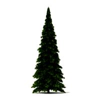 White Cedar Thuja occidentalis 6m