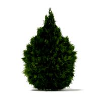 White Cedar Thuja occidentalis 2m 3