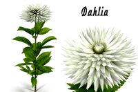 Dahlia white