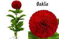 Dahlia red