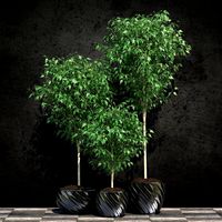 Plants collection 19 Ficus benjamina