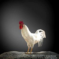 rooster  3d