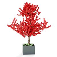 bonsai B