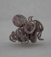Octopus kraken
