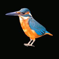 alcedo