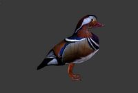 Mandarin duck 3d