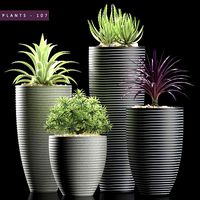 Plants 107