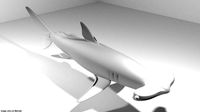 Shark - Hammerhead