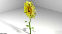 Flower - Sunflower