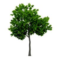 Wild Service Tree Sorbus torminalis 5m