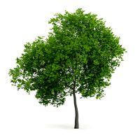 Wild Service Tree Sorbus torminalis 7m