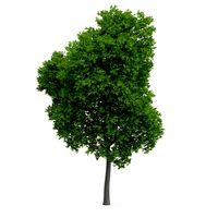 Wild Service Tree Sorbus torminalis 10m