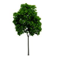 Wild Service Tree Sorbus torminalis 12m