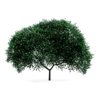 English Oak Quercus robur 11m