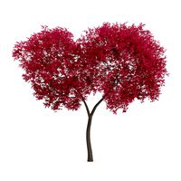 Palmate Maple Acer palmatum 6m