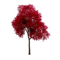 Palmate Maple Acer palmatum 9m