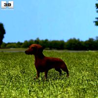 Dashchund