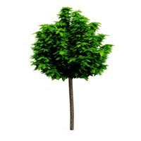 Catalpa Catalpa Scop 4m