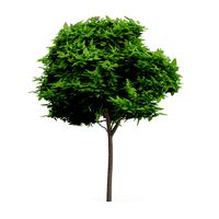 Catalpa Catalpa Scop 6m