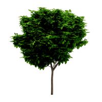 Catalpa Catalpa Scop 6m 2