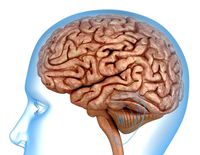 Human Brain anatomy 3D model