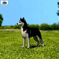 Siberian Husky